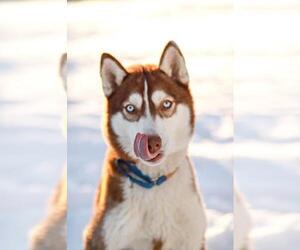 Siberian Husky Dogs for adoption in Warwick, RI, USA