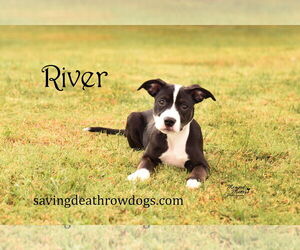 Mutt Dogs for adoption in Topeka, KS, USA