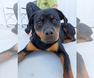 Rottweiler Dogs for adoption in Lancaster, PA, USA