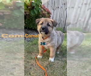 Collie-Unknown Mix Dogs for adoption in Plainfield, IL, USA