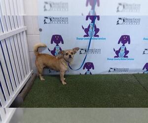 Chihuahua Dogs for adoption in Orlando, FL, USA