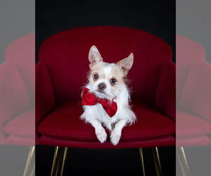 Mutt Dogs for adoption in Sandy, UT, USA
