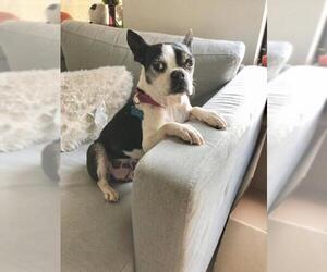 Boston Terrier Dogs for adoption in Palo Alto, CA, USA
