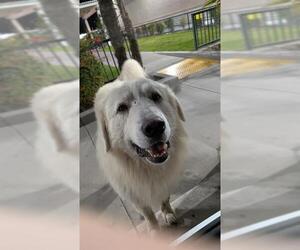 Great Pyrenees-Unknown Mix Dogs for adoption in Visalia, CA, USA