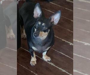 Miniature Pinscher Dogs for adoption in Lake Forest, CA, USA