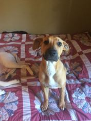 Black Mouth Cur-Unknown Mix Dogs for adoption in  Gainesville, FL, USA