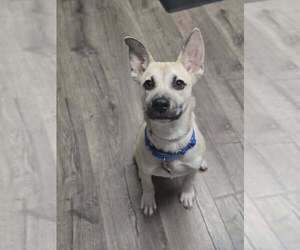 German Shepherd Dog-Unknown Mix Dogs for adoption in Lakewood, CO, USA