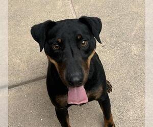 Mutt Dogs for adoption in Martinez, CA, USA