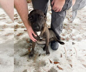 Siberian Husky-Unknown Mix Dogs for adoption in Oakhurst, NJ, USA