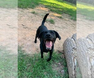 Labrador Retriever-Unknown Mix Dogs for adoption in Temple, GA, USA