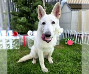 German Shepherd Dog-Unknown Mix Dogs for adoption in Long Beach, CA, USA