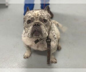 American Pit Bull Terrier-Unknown Mix Dogs for adoption in St. Cloud, FL, USA