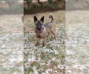 Norwegian Elkhound Dogs for adoption in Fargo, ND, USA