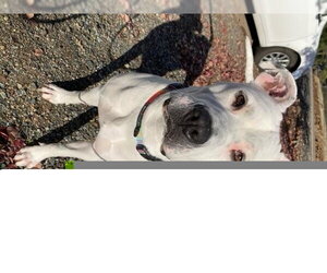 Mutt Dogs for adoption in Jackson, CA, USA