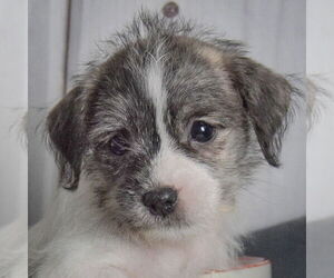 Shih Tzu-Unknown Mix Dogs for adoption in Huntley, IL, USA