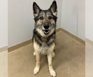 German Shepherd Dog-Unknown Mix Dogs for adoption in Fort Collins, CO, USA
