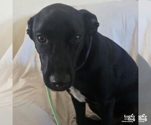 Labrador Retriever-Retriever  Mix Dogs for adoption in Washington, DC, USA