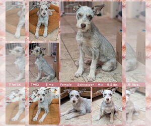 Mutt Dogs for adoption in Mesa, AZ, USA