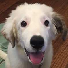 Great Pyrenees-Unknown Mix Dogs for adoption in Garland, TX, USA