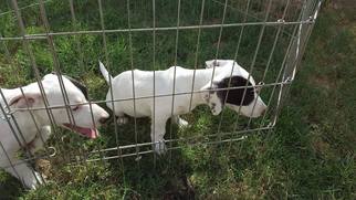 Pembroke Welsh Corgi-Unknown Mix Dogs for adoption in Midland, TX, USA