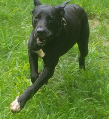 Great Dane-Labrador Retriever Mix Dogs for adoption in Putnam Valley, NY, USA