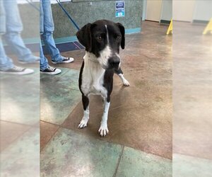 Lab-Pointer Dogs for adoption in Lacombe, LA, USA