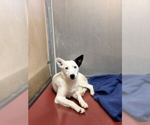 Mutt Dogs for adoption in Sacramento, CA, USA