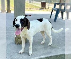 Labrador Retriever-Unknown Mix Dogs for adoption in Conroe, TX, USA
