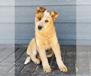 Australian Shepherd-Unknown Mix Dogs for adoption in Genesee, WI, USA