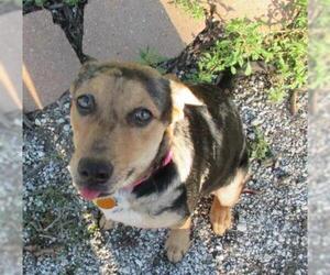 Catahoula Leopard Dog-Unknown Mix Dogs for adoption in Von Ormy, TX, USA