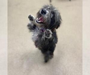 Poodle (Miniature)-Unknown Mix Dogs for adoption in Aurora, CO, USA