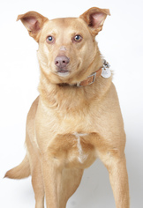 Sheprador Dogs for adoption in Eden Prairie, MN, USA