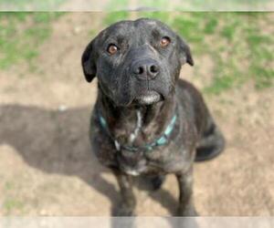 Labrottie Dogs for adoption in Tulsa, OK, USA