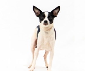 Chihuahua-Unknown Mix Dogs for adoption in Brooklyn Center, MN, USA