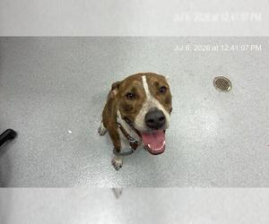 American Pit Bull Terrier-Treeing Walker Coonhound Mix Dogs for adoption in Ocala, FL, USA
