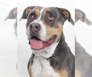 American Pit Bull Terrier Dogs for adoption in Burbank, CA, USA