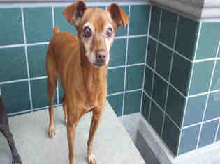 Miniature Pinscher Dogs for adoption in Rancho Cucamonga, CA, USA