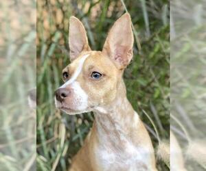 Rat Terrier Dogs for adoption in Austin, TX, USA