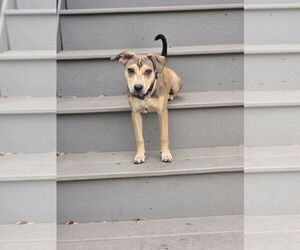 American Pit Bull Terrier-Unknown Mix Dogs for adoption in MIDWAY, UT, USA