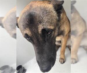 German Shepherd Dog-Unknown Mix Dogs for adoption in Houston, TX, USA