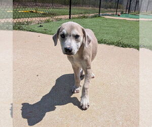 Mutt Dogs for adoption in Vail, AZ, USA