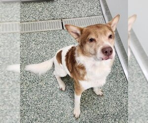 Mutt Dogs for adoption in Salisbury, NC, USA