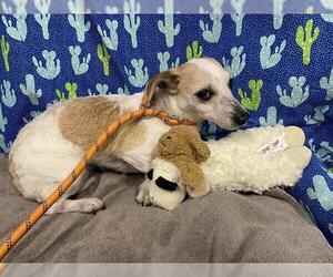 Parson Russell Terrier-Unknown Mix Dogs for adoption in Modesto, CA, USA