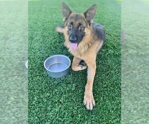 German Shepherd Dog Dogs for adoption in Naples, FL, USA