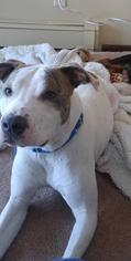 American Pit Bull Terrier Dogs for adoption in Saint Paul, MN, USA