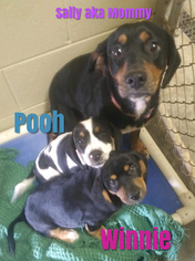 Doxle Dogs for adoption in Harrisville, WV, USA