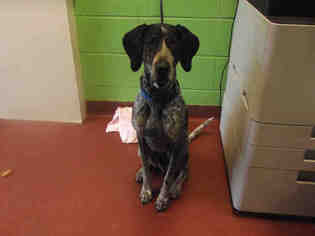 Bluetick Coonhound Dogs for adoption in Murfreesboro, TN, USA