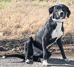 Borador Dogs for adoption in Mukwonago, WI, USA