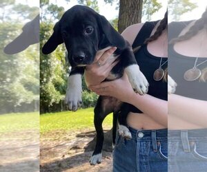 German Shorthaired Pointer-Unknown Mix Dogs for adoption in New Smyrna Beach, FL, USA