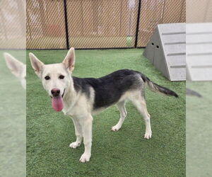 German Shepherd Dog Dogs for adoption in Norco, CA, USA